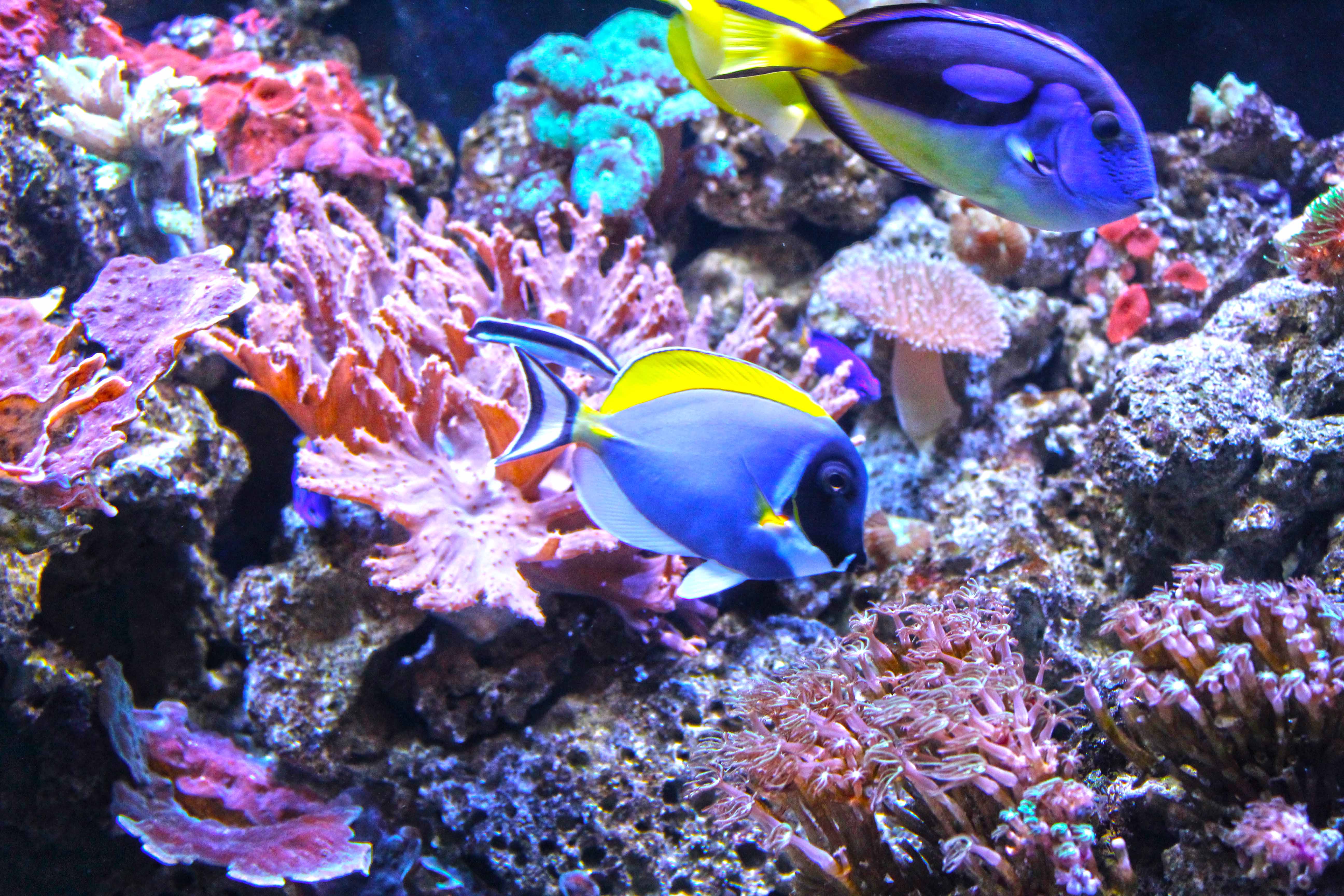 346_alta_Aquarium Acanthurus Leucosternon Arrecife de Coral.JPG